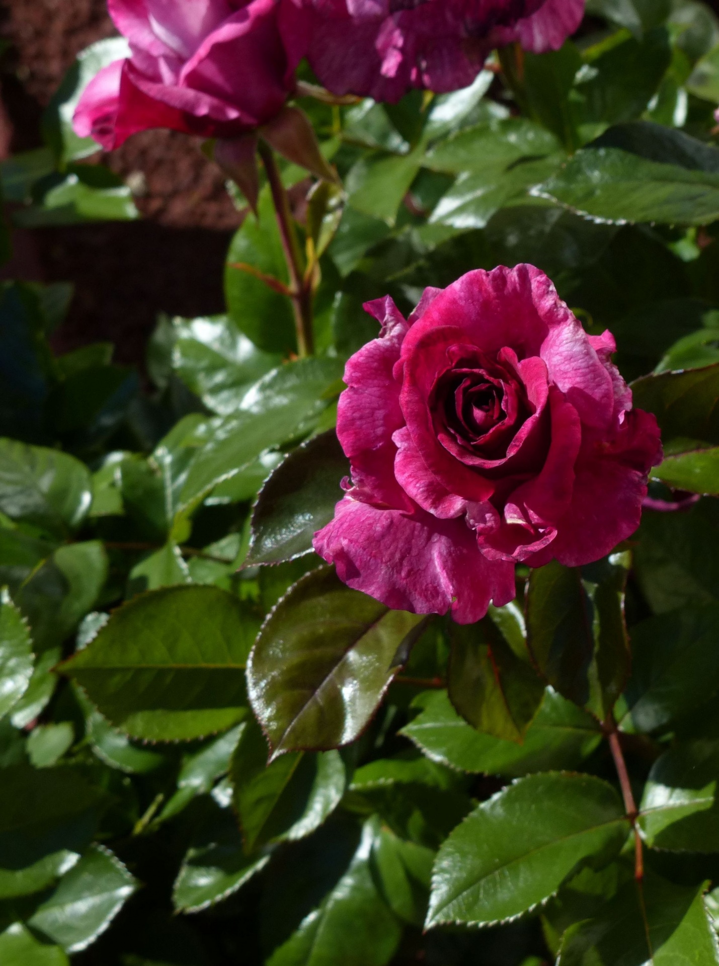 Vertical Rose In Pink