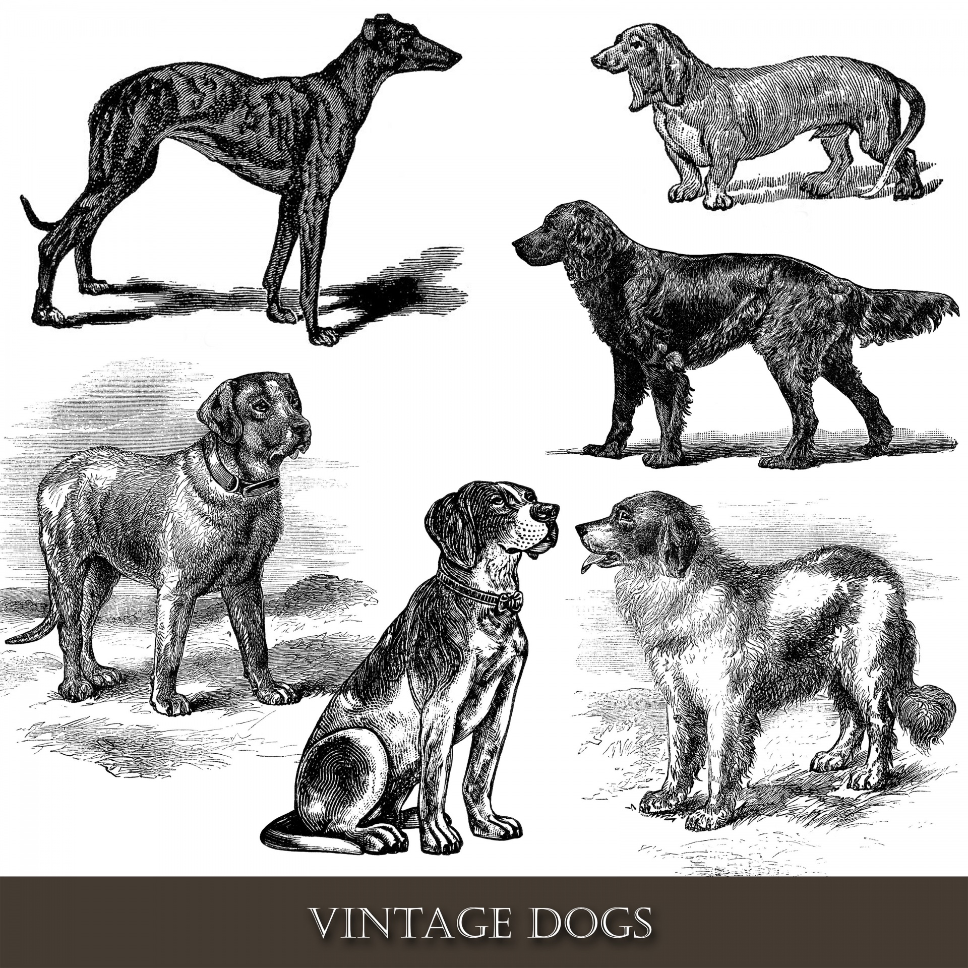 Vintage Dogs Clipart