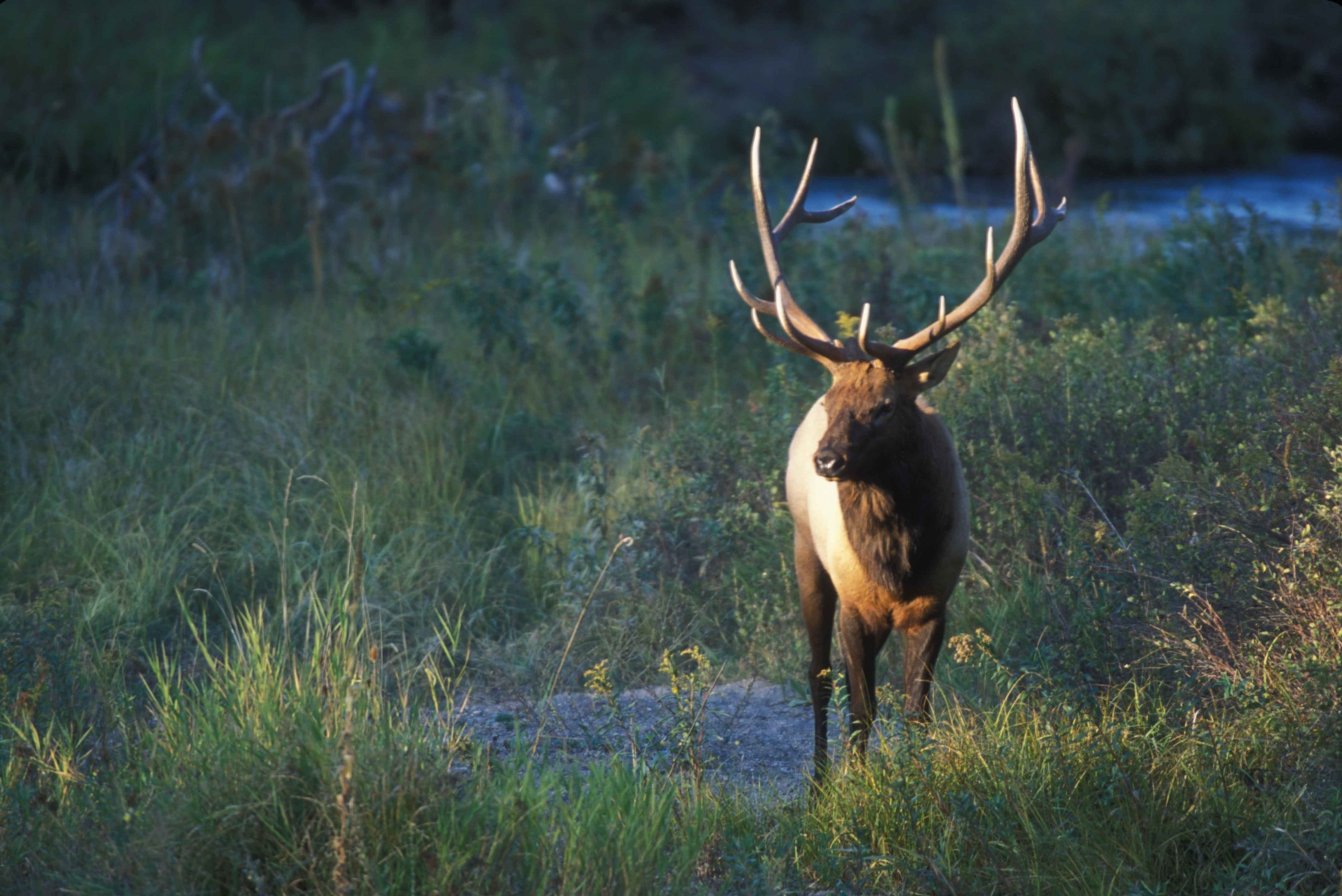 Elk Standing na Prairie