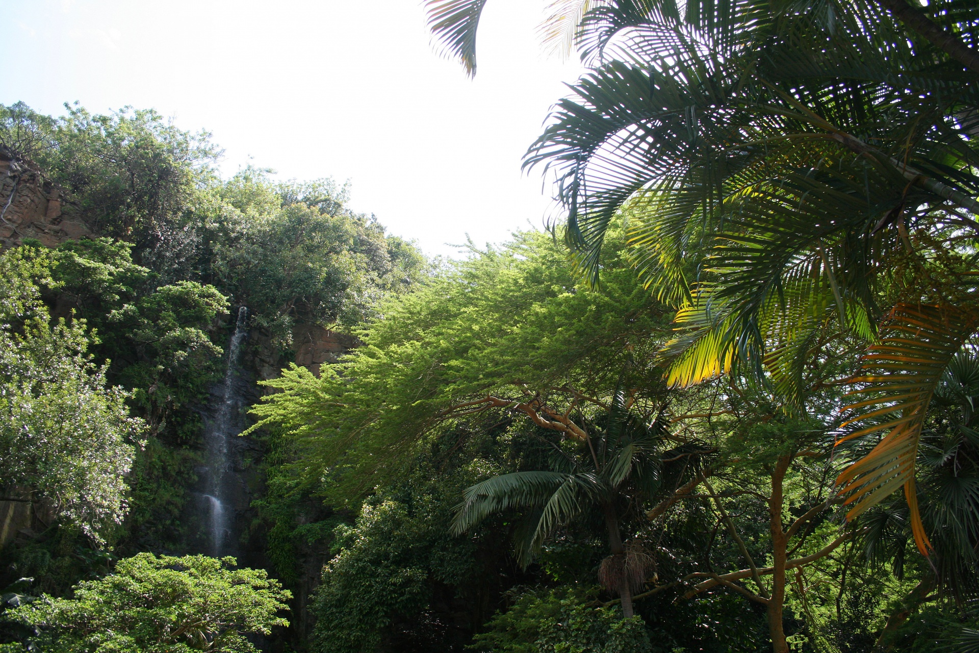 Cachoeira com jardim tropical