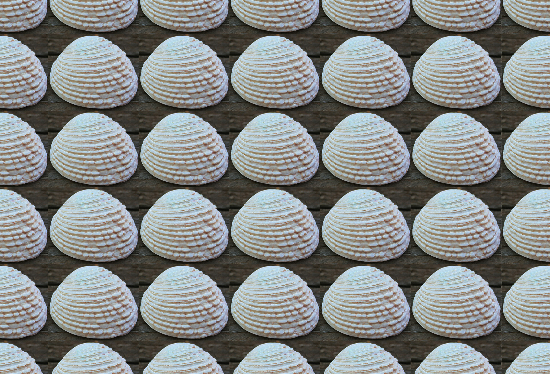 White Clam Shell Wallpaper