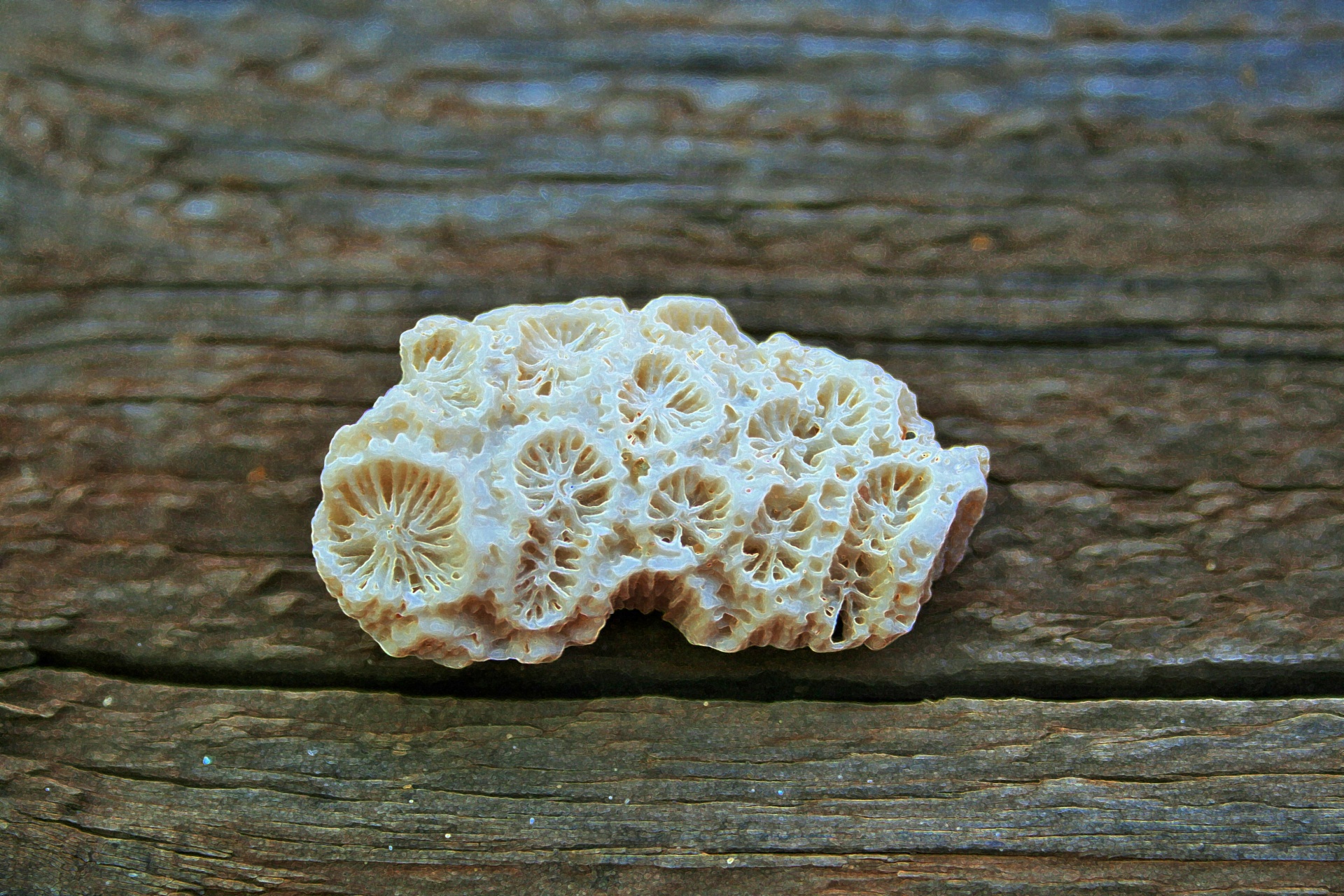 White Coral