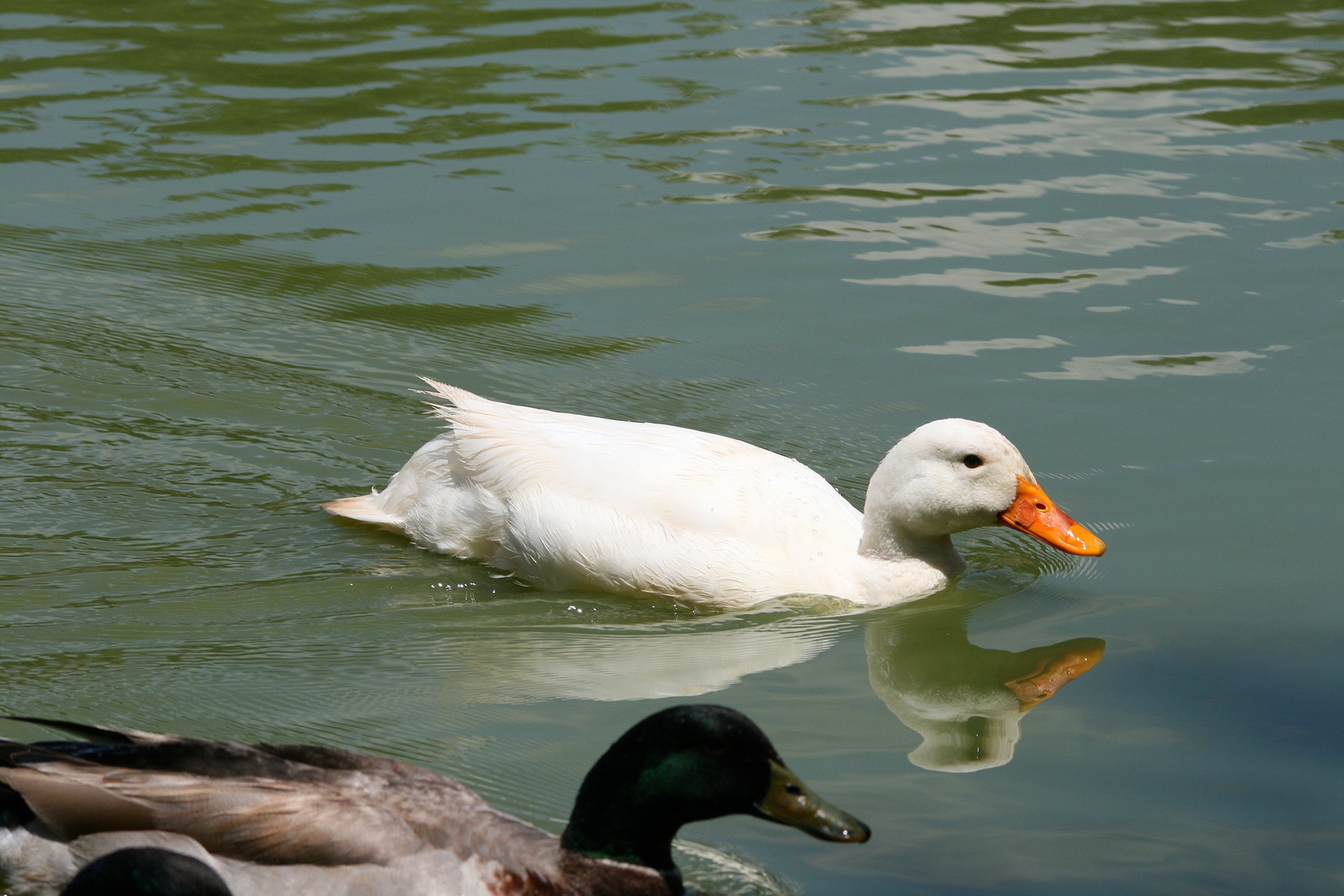 White Duck On A Pond