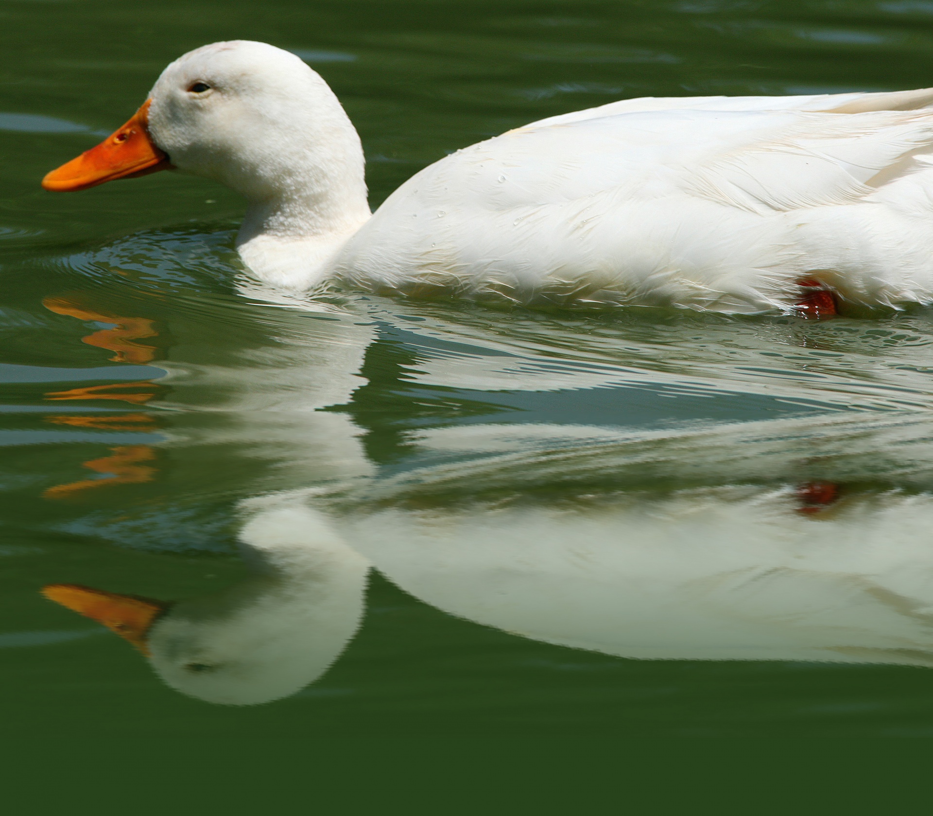 White Duck Reflected