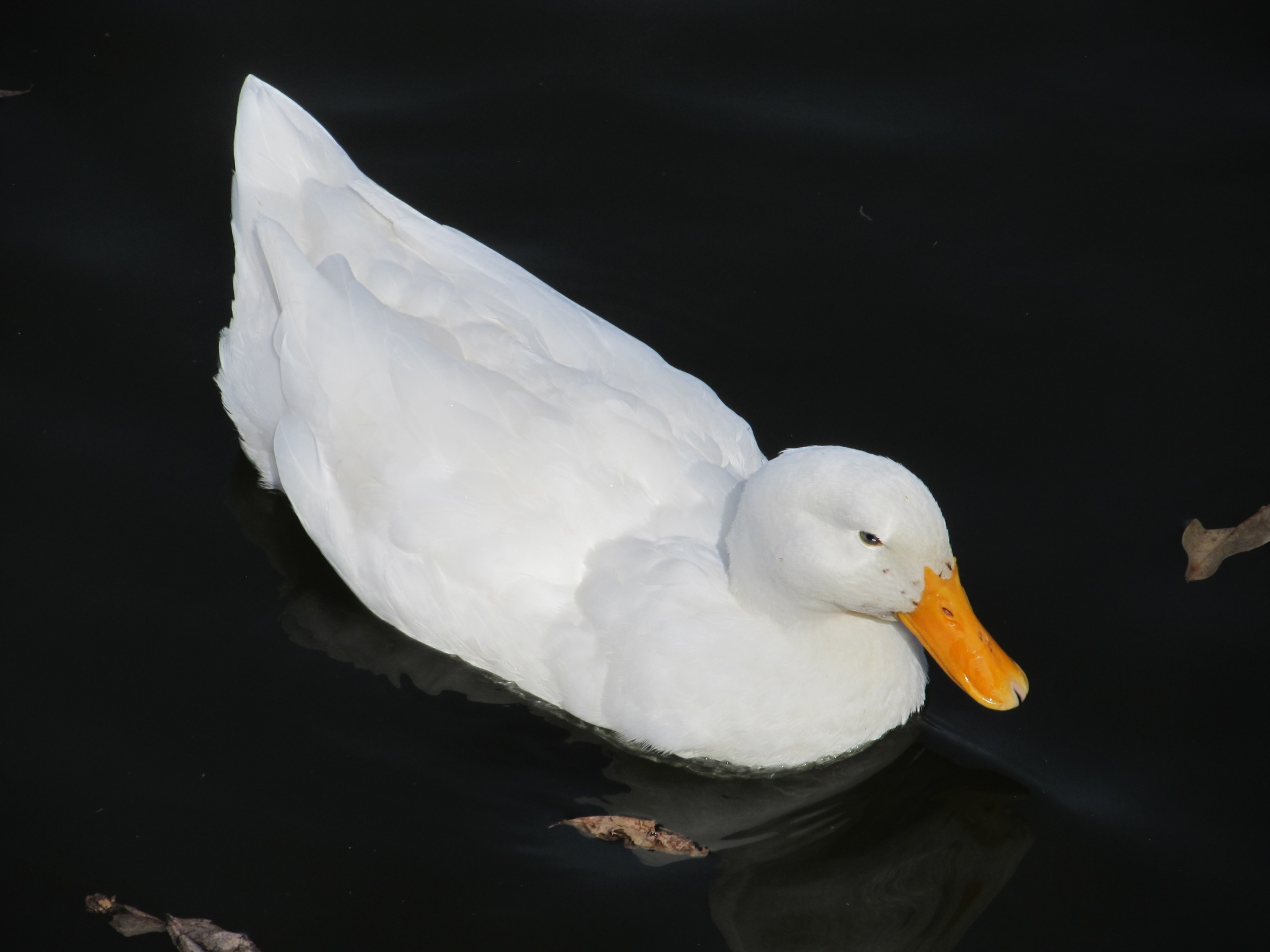Natación del pato blanco