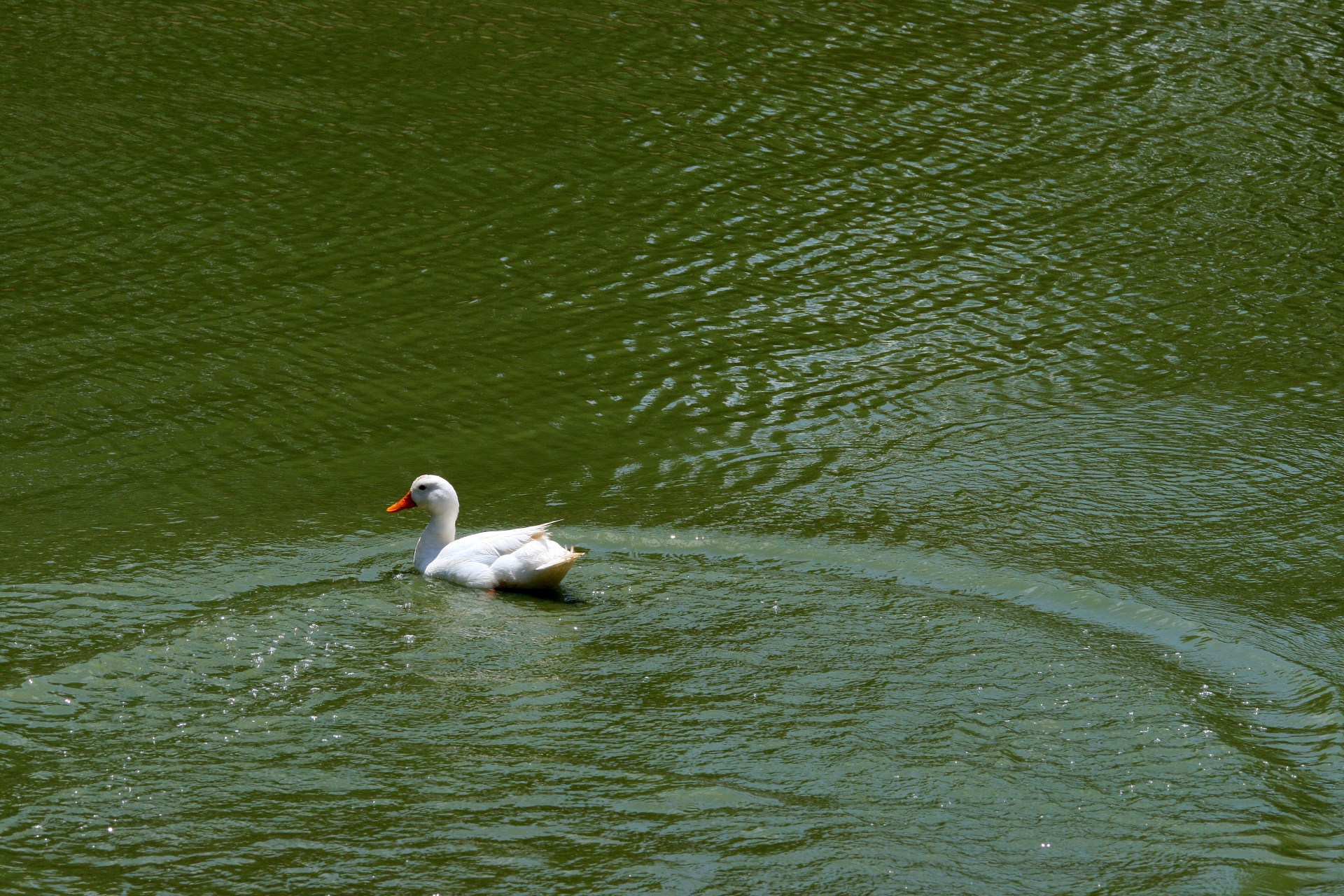 白いアヒルの水泳
