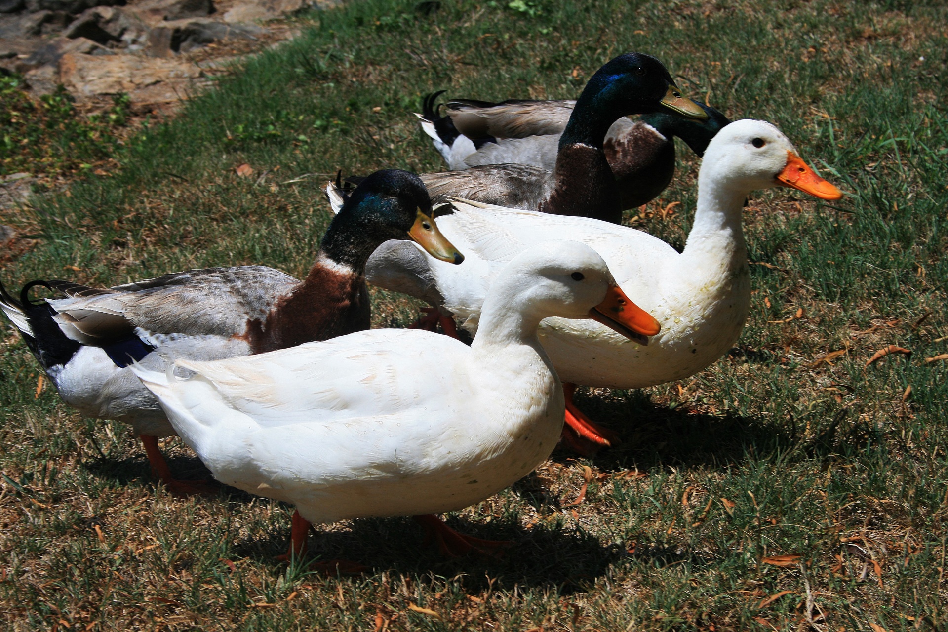 White Ducks And Mallards