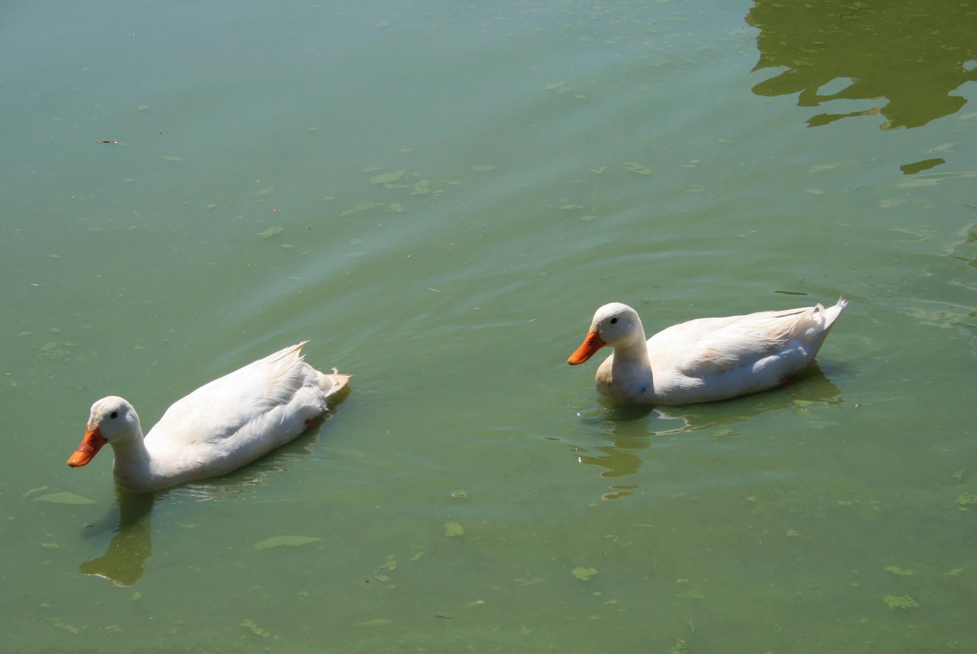 White Ducks On The Water