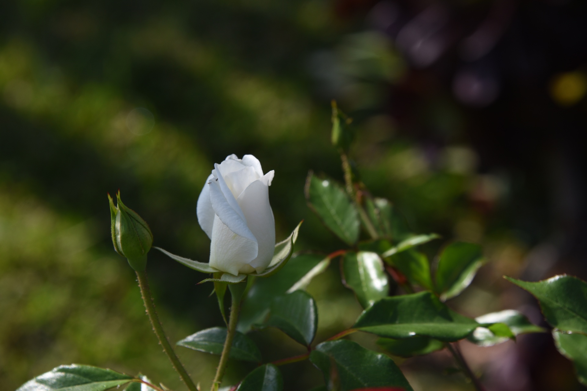 White Rose Bud