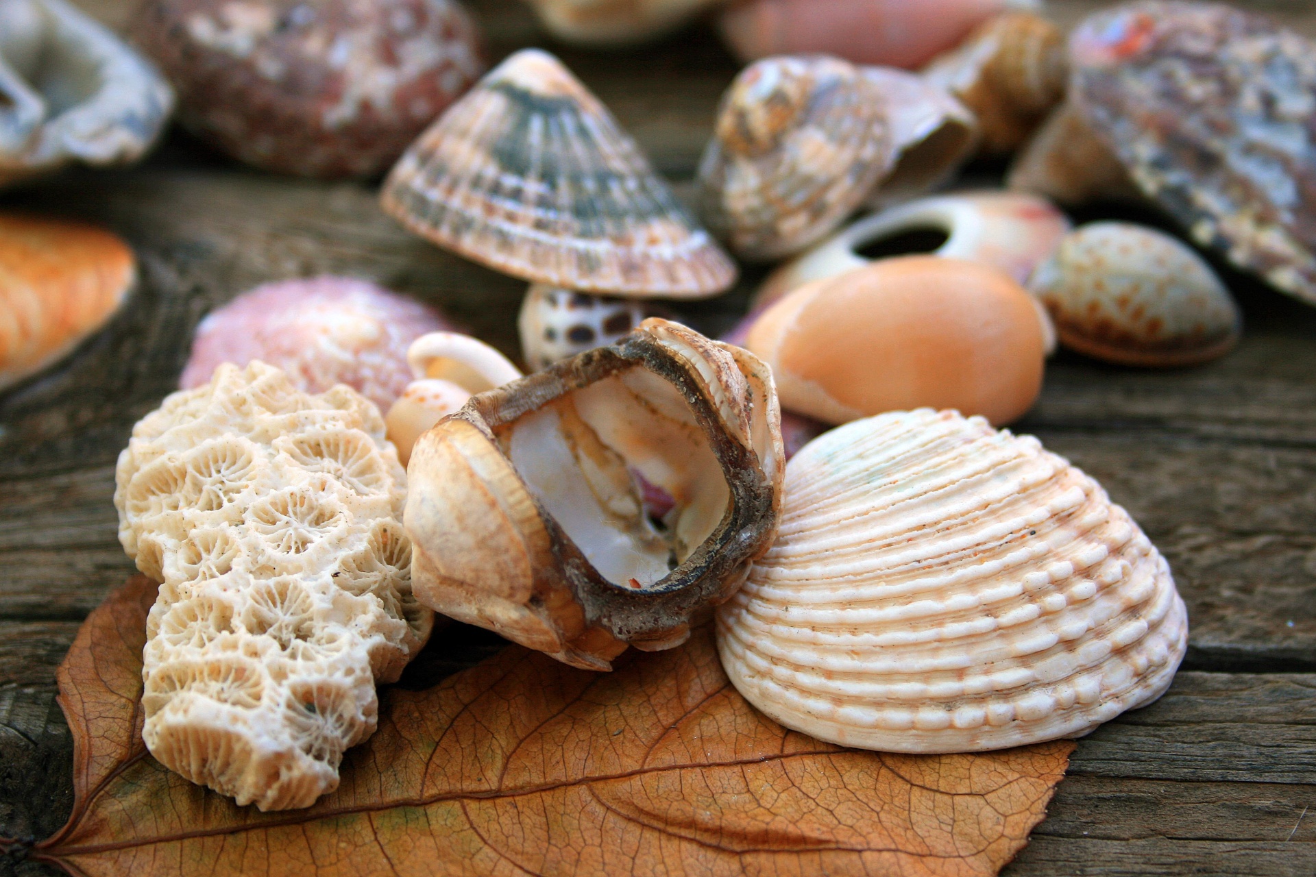 白い貝殻やサンゴ