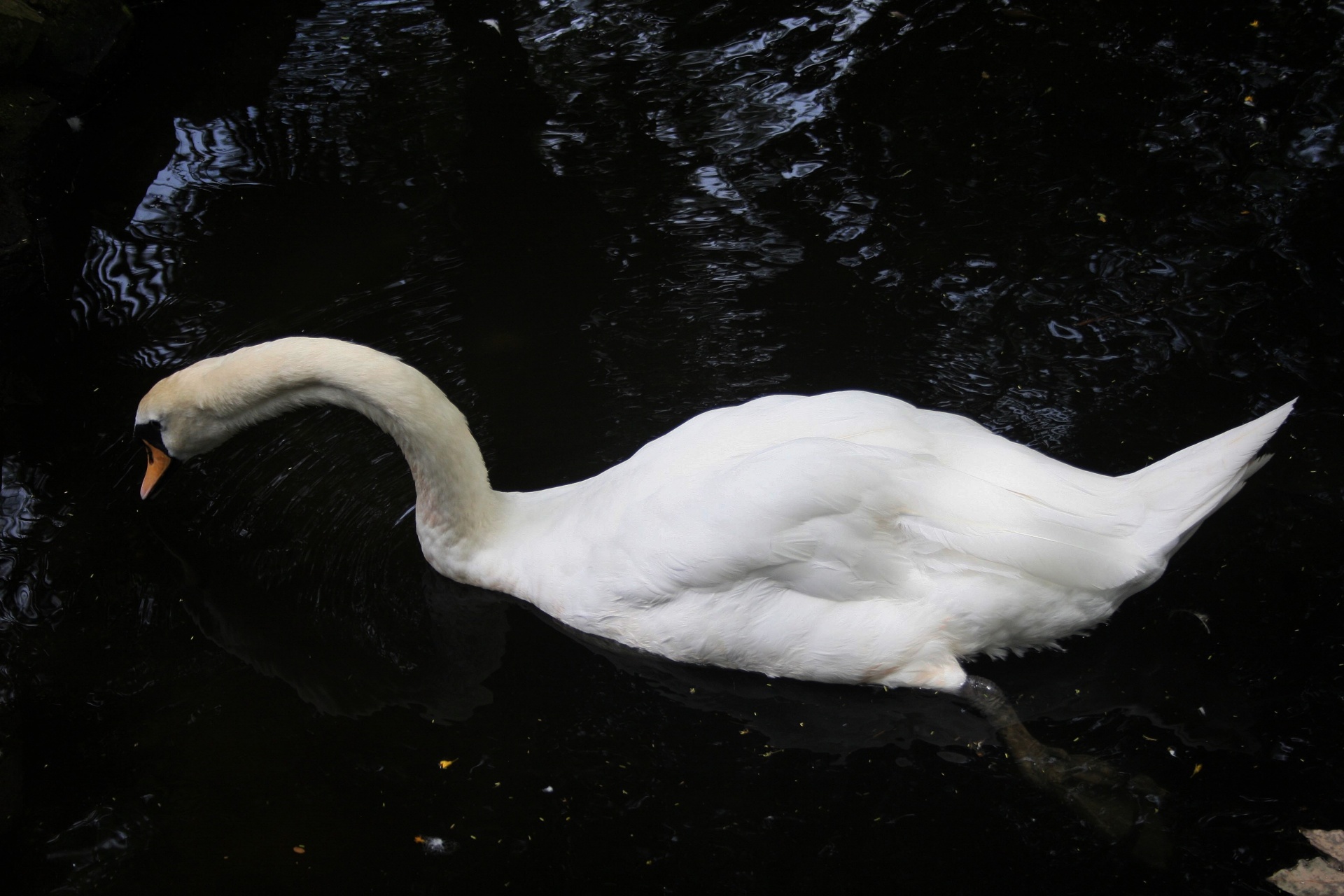 Cisne blanco en el agua