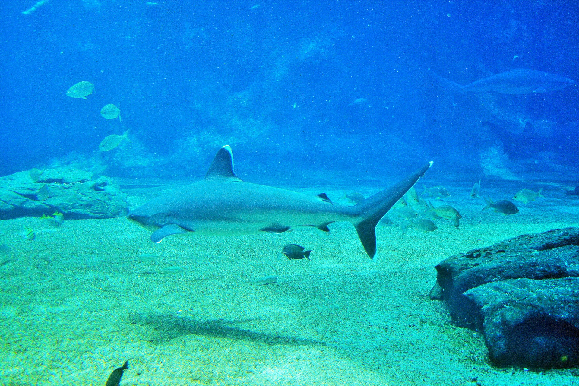 Tiburón punta blanca en el acuario 2