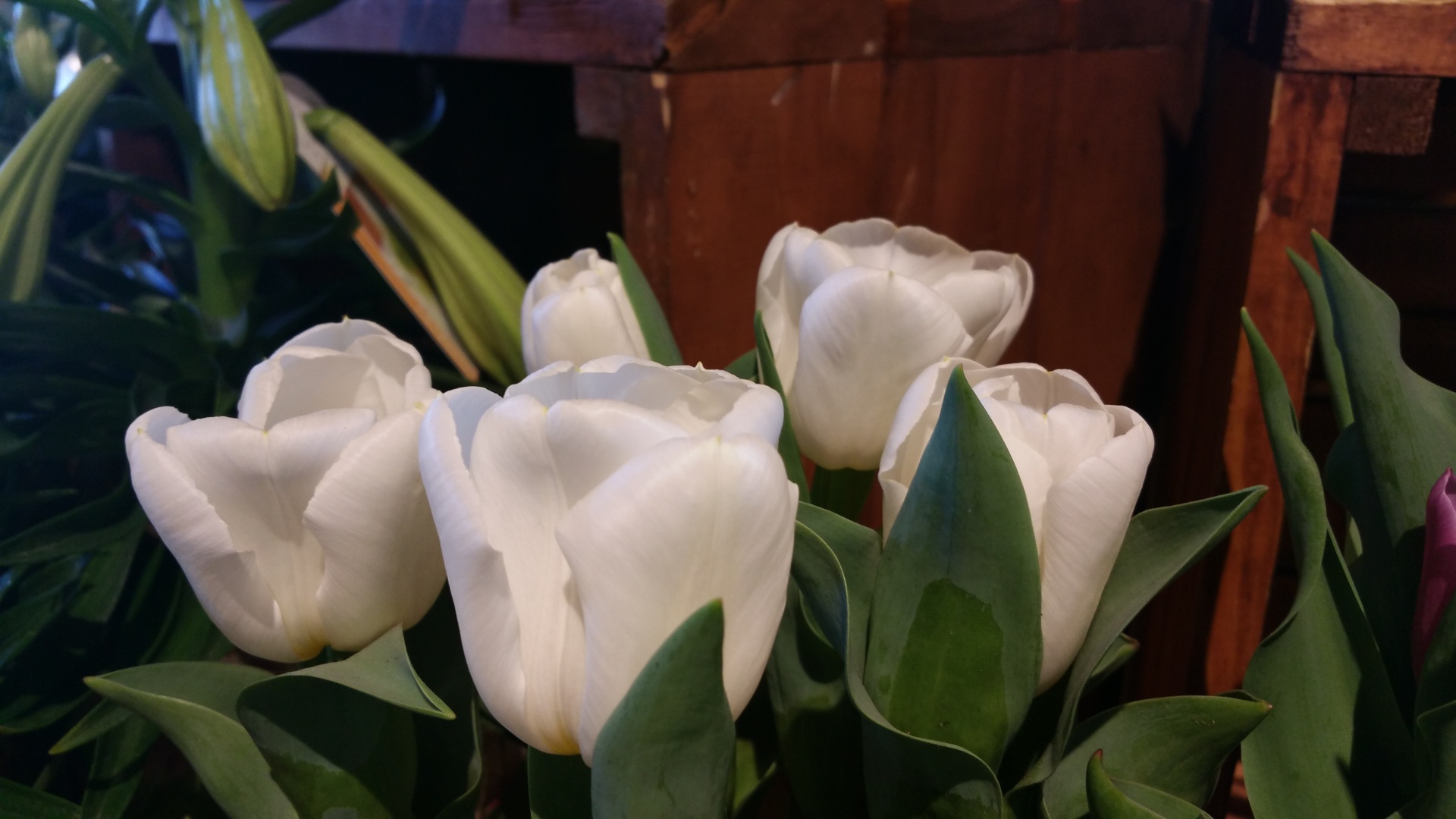 Los tulipanes blancos