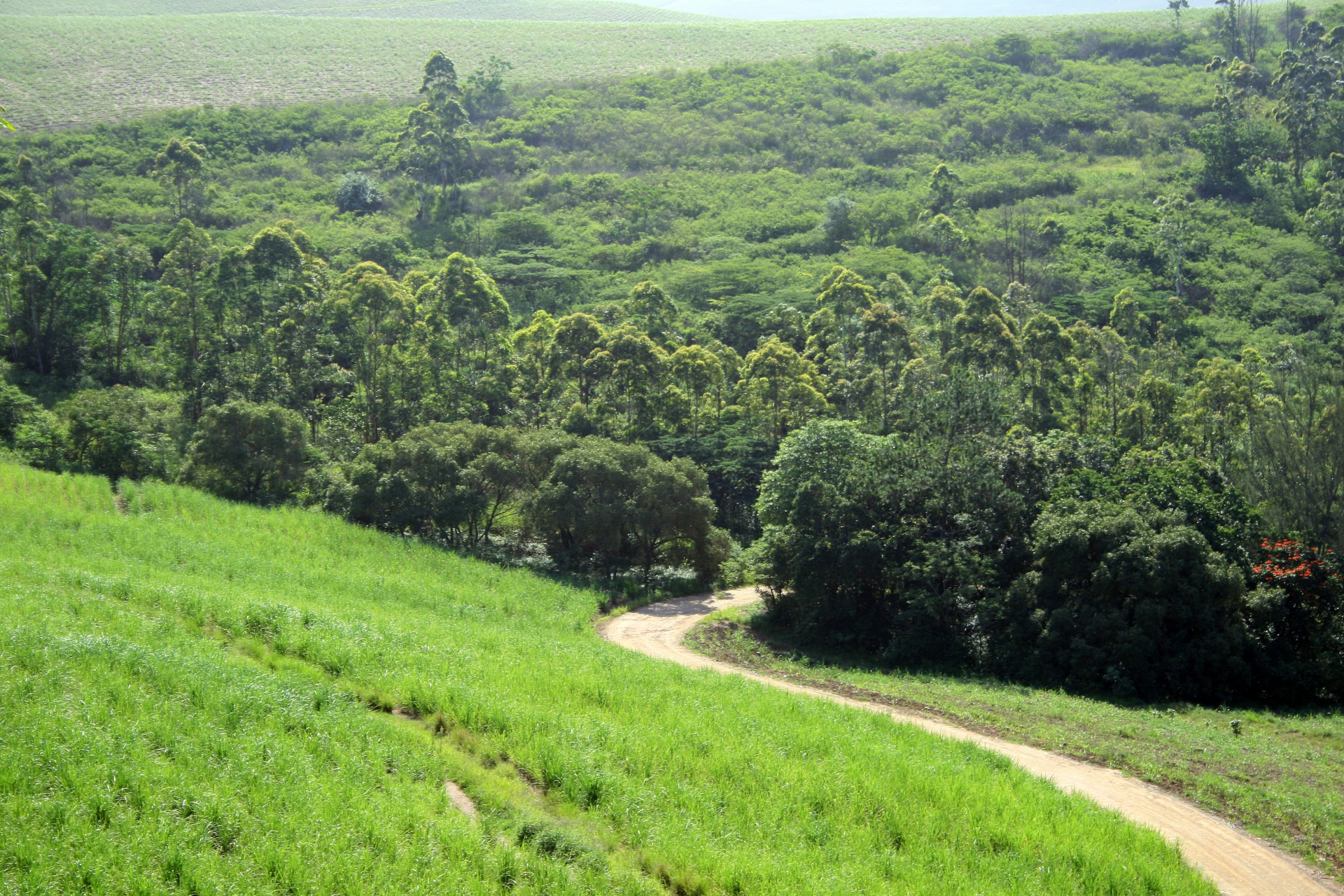 Winding Trail On Sugar Cane Estate