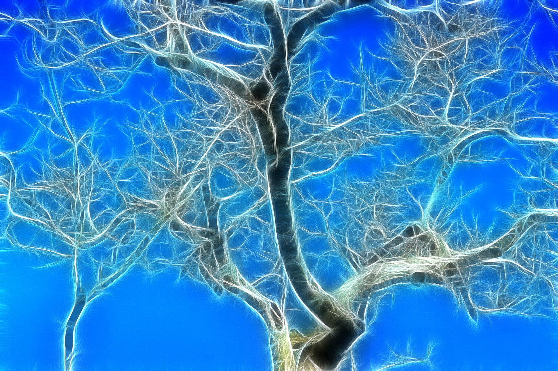 árvore do inverno
