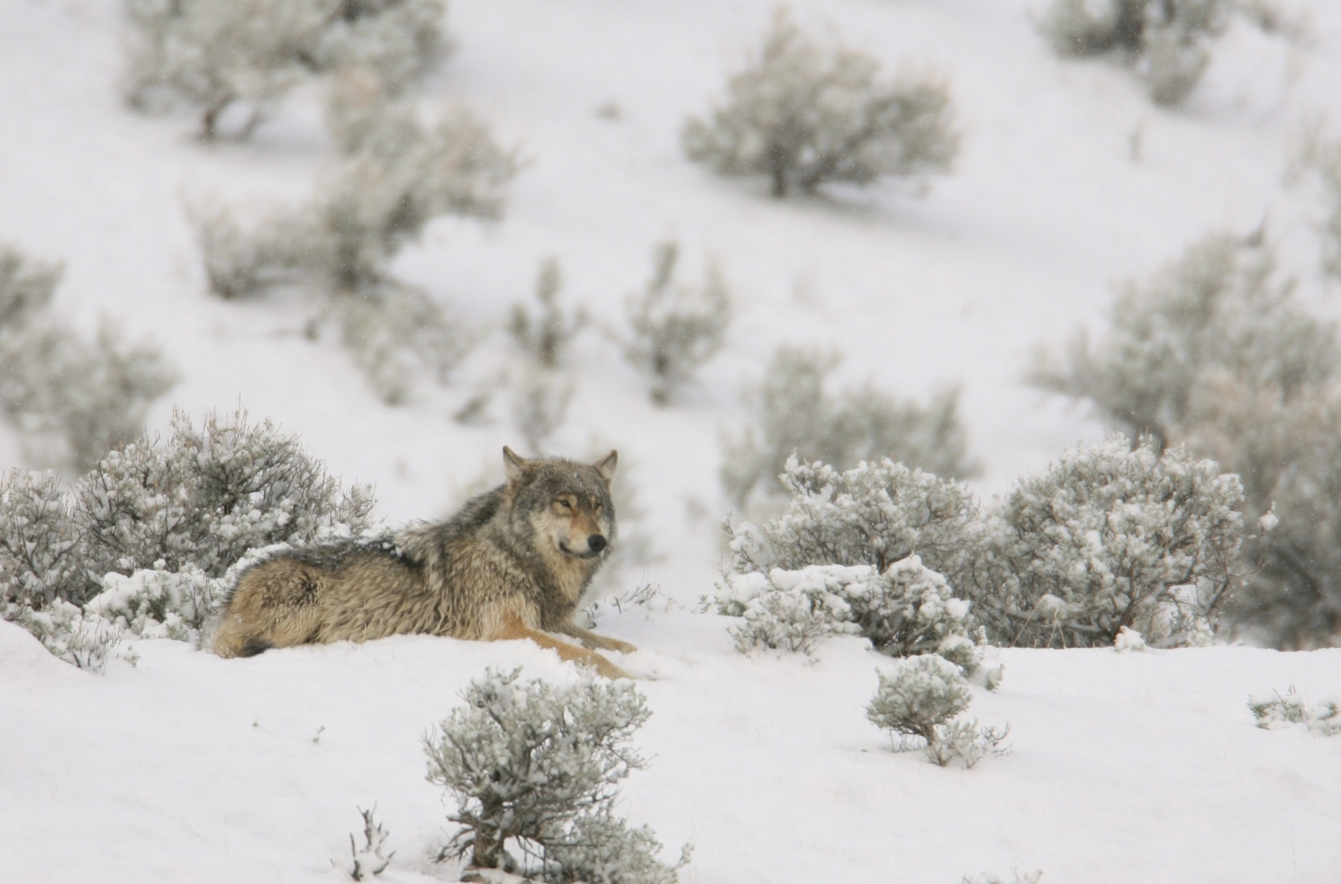 Lobo que descansa no inverno