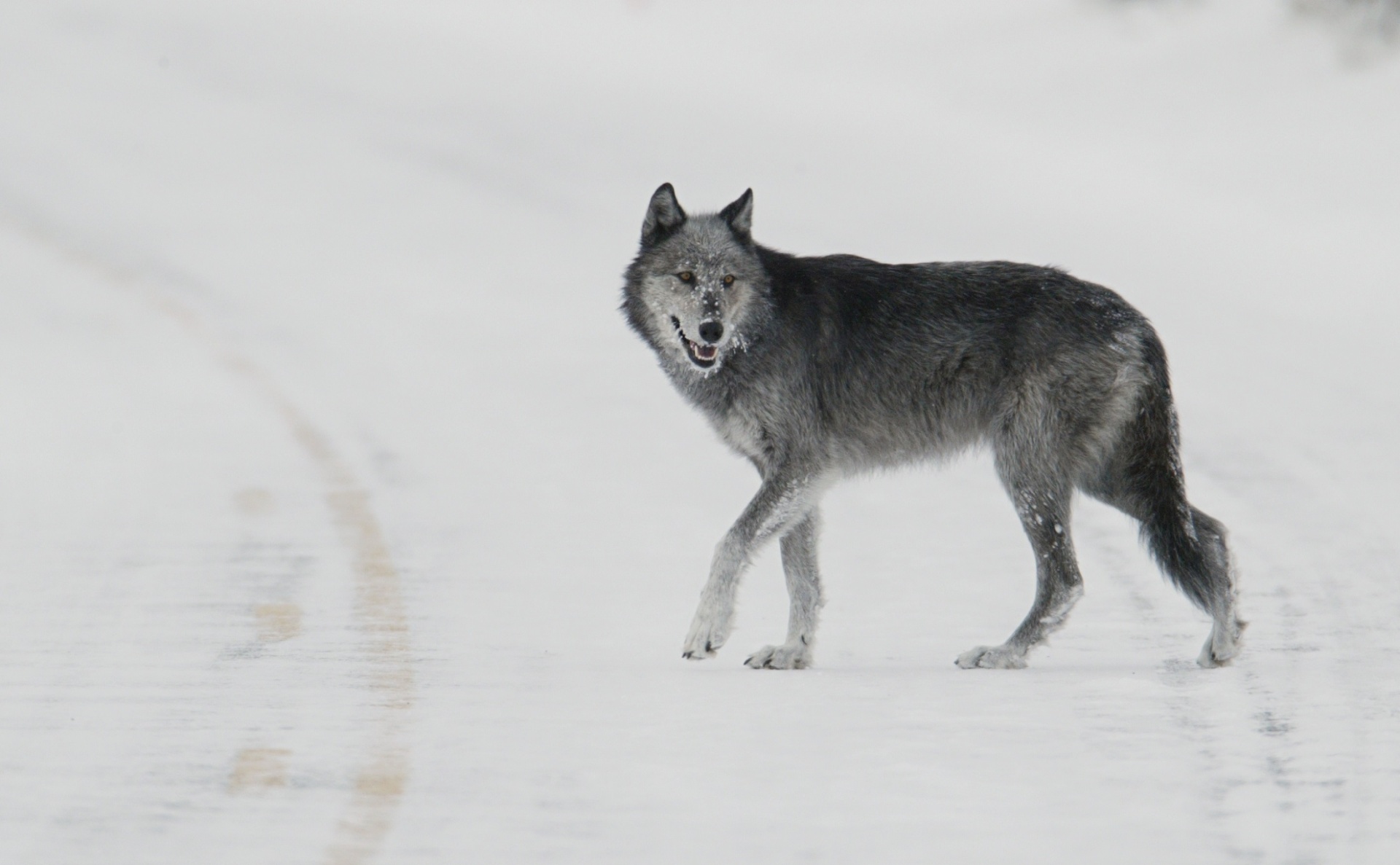 Волк Прогулки зимой