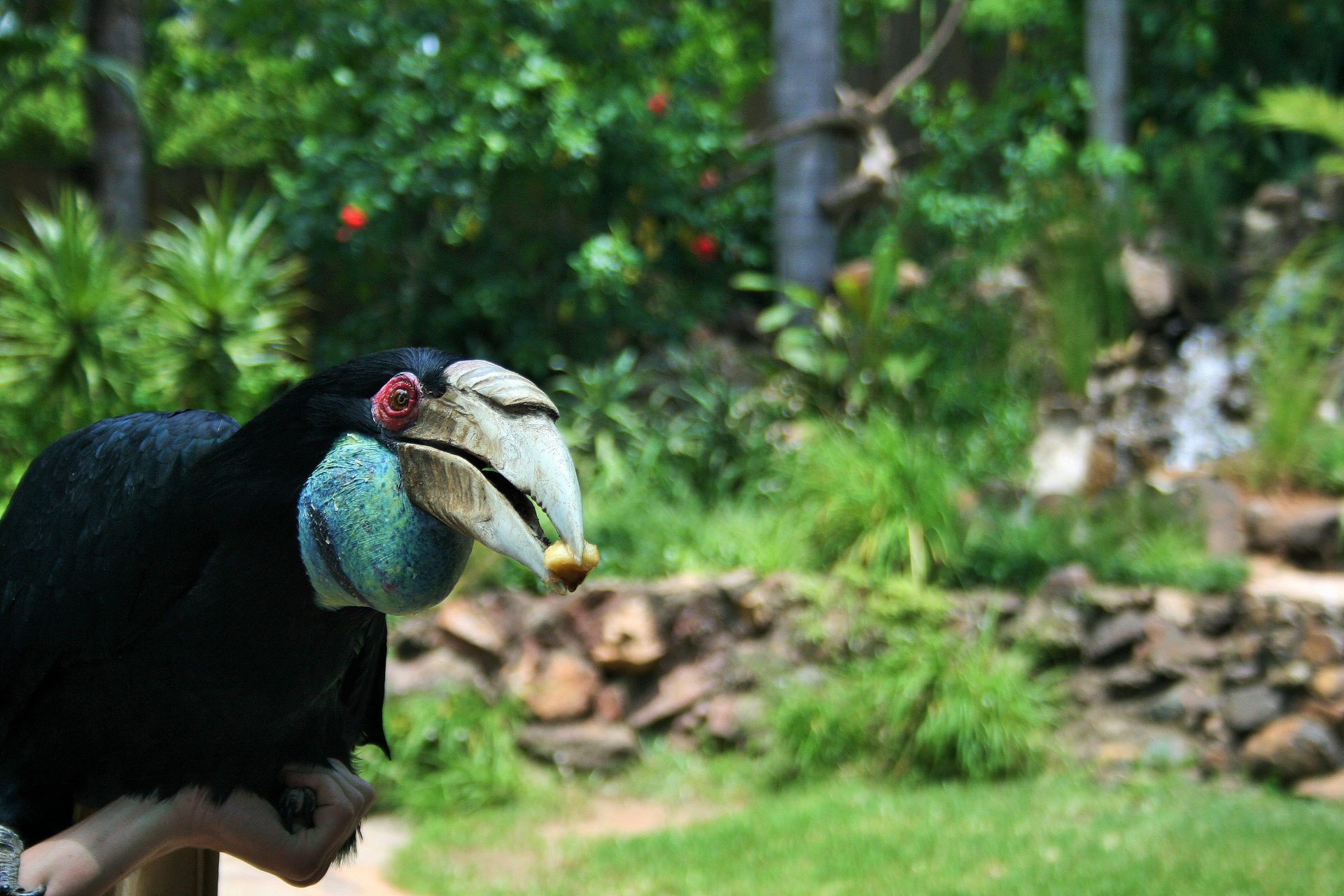 Hornbill envolto em kzn Umgeni