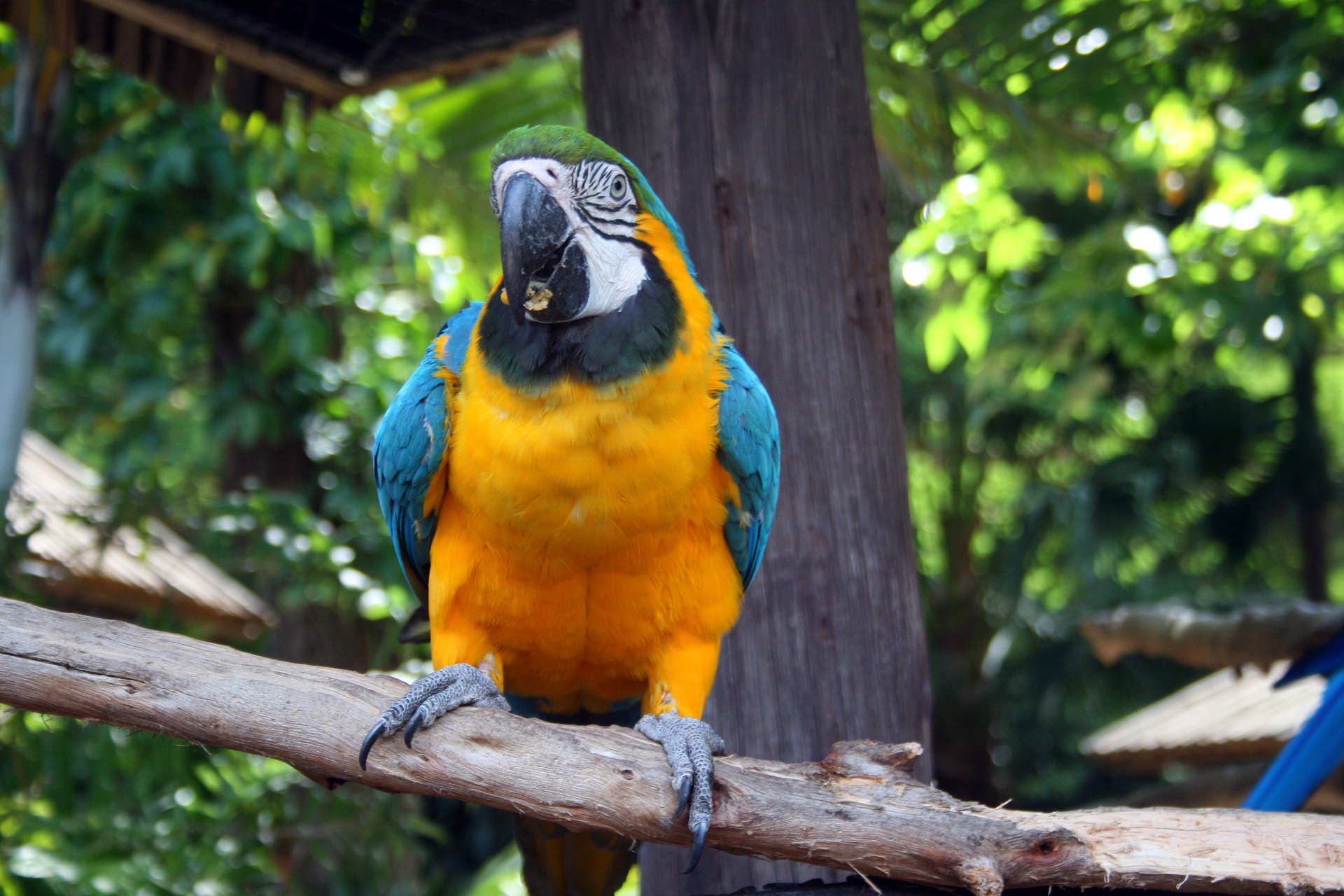Yellow And Blue Macaw Parrot 2