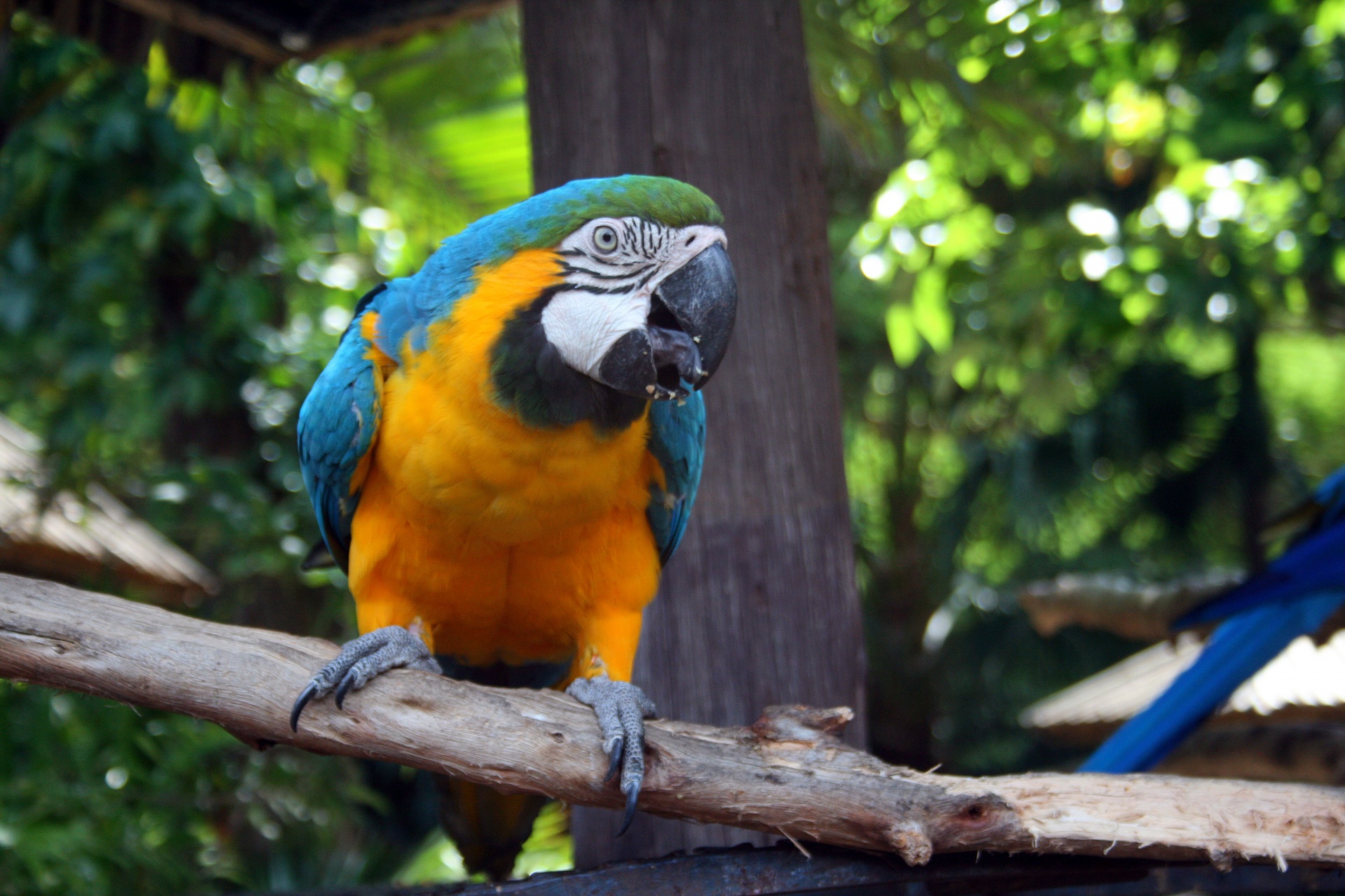 Amarelo e azul Macaw 4