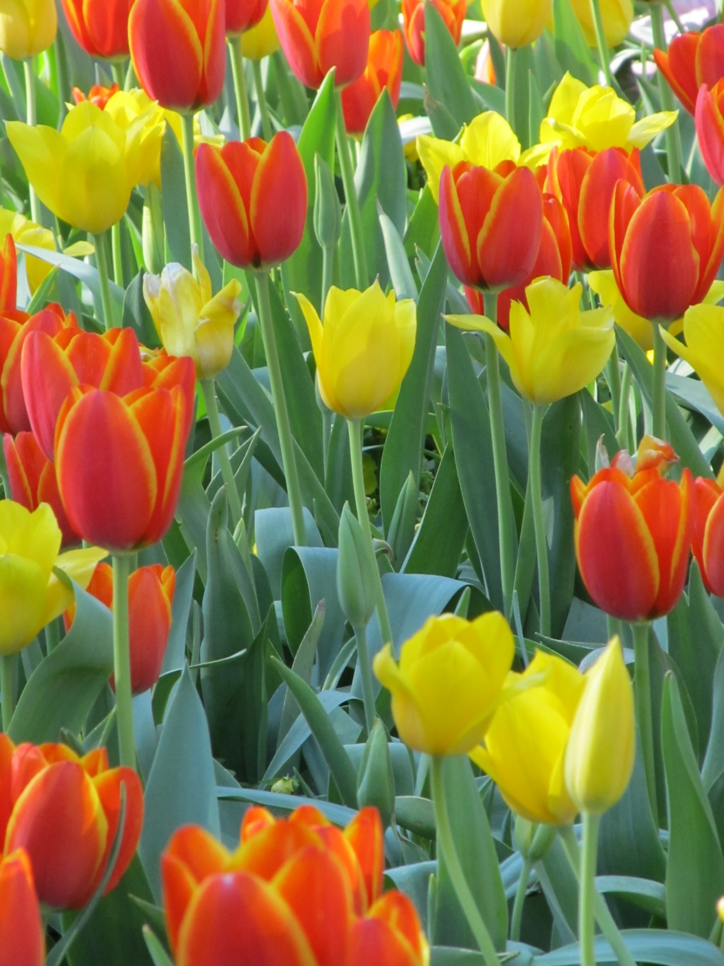 Amarillos y rojos Tulipanes