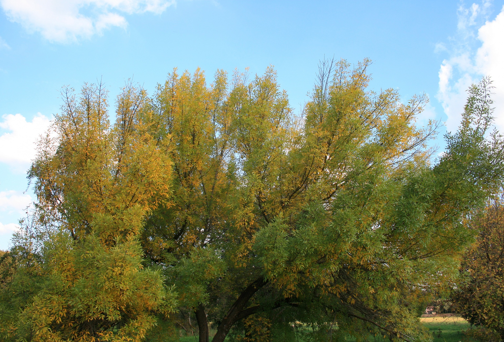 黄色の秋の木
