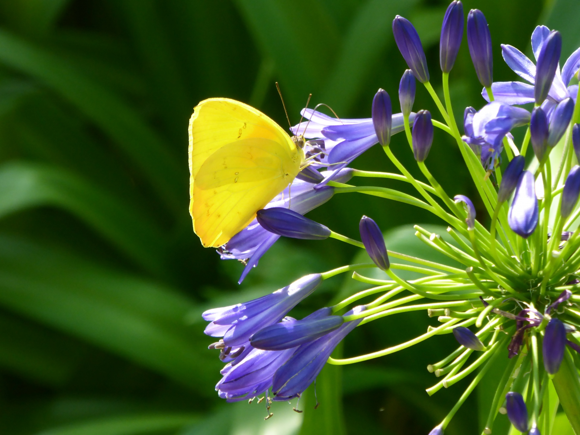 Mariposa amarilla en las flores púrpuras