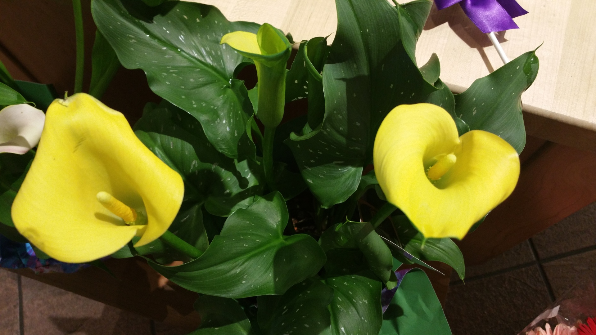 Yellow Cali Lilies