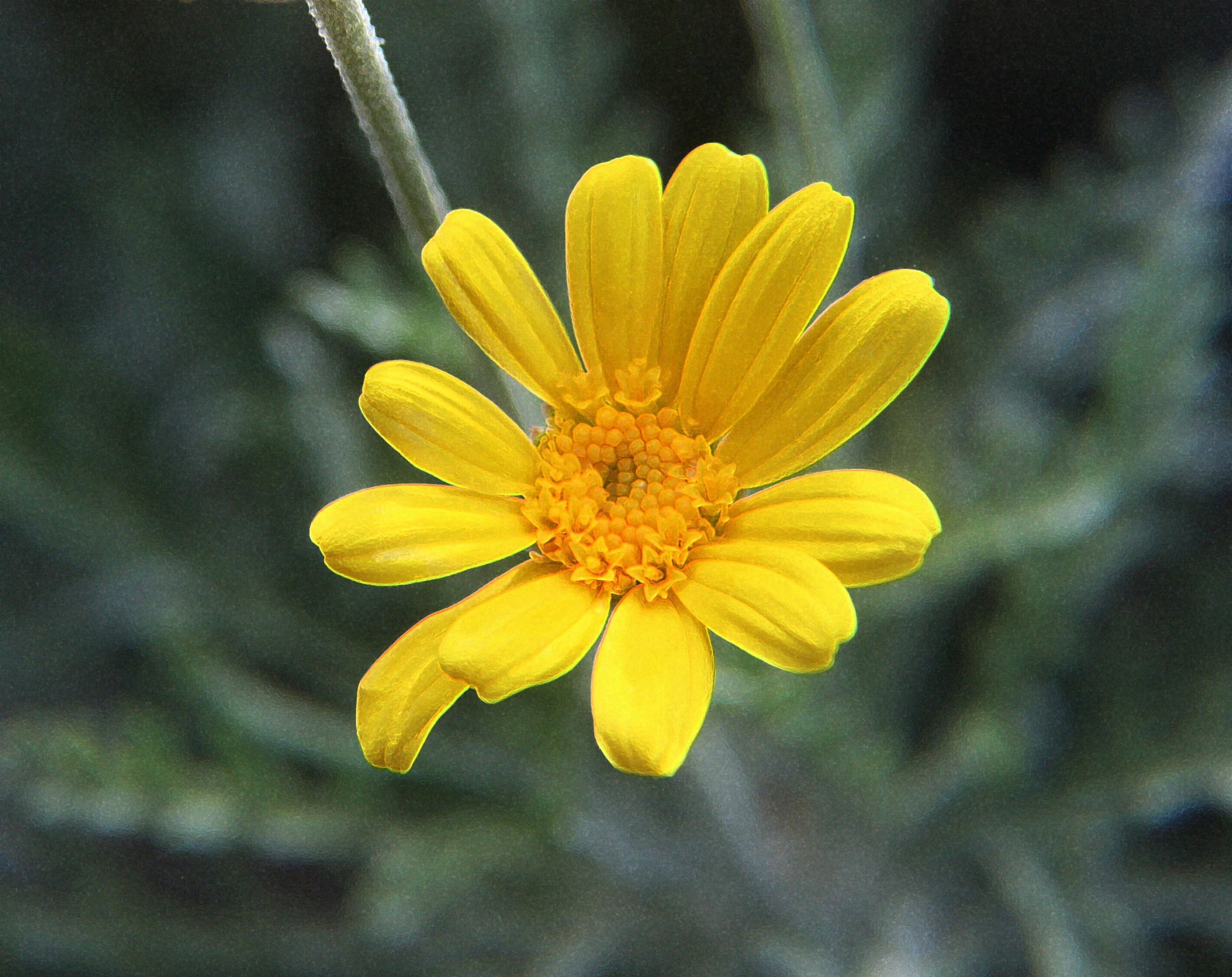 Flor de margarita amarilla