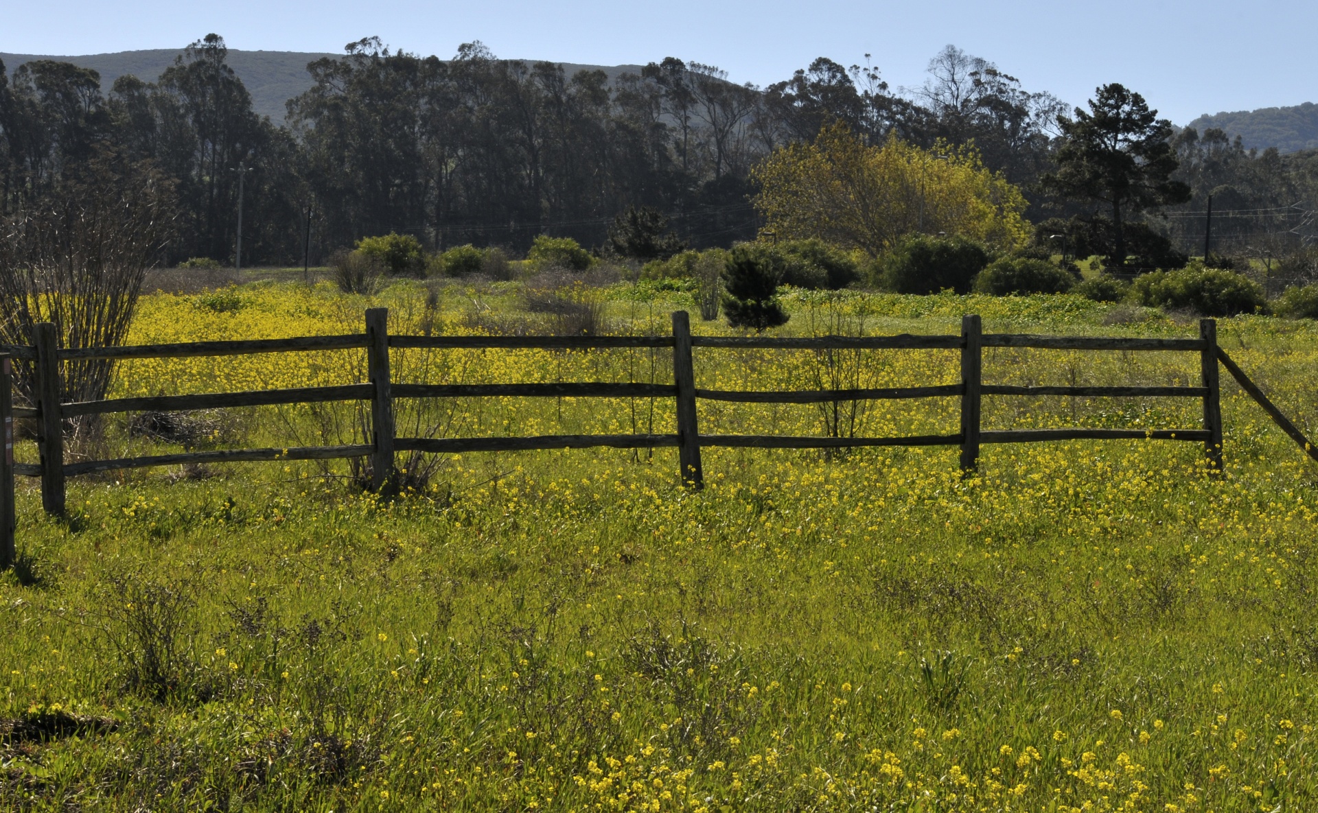El campo amarillo de las flores
