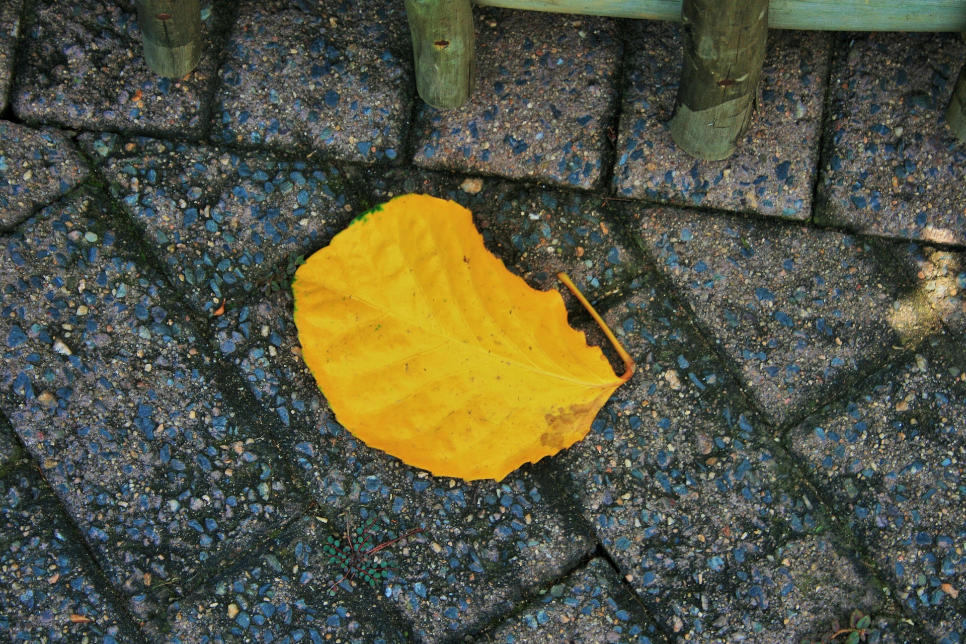 Hoja amarilla en la pavimentación