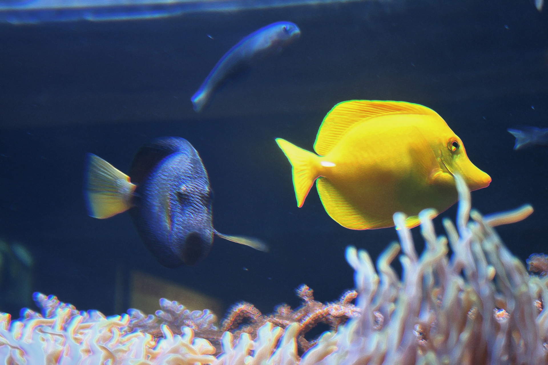 水族館で黄色唐魚