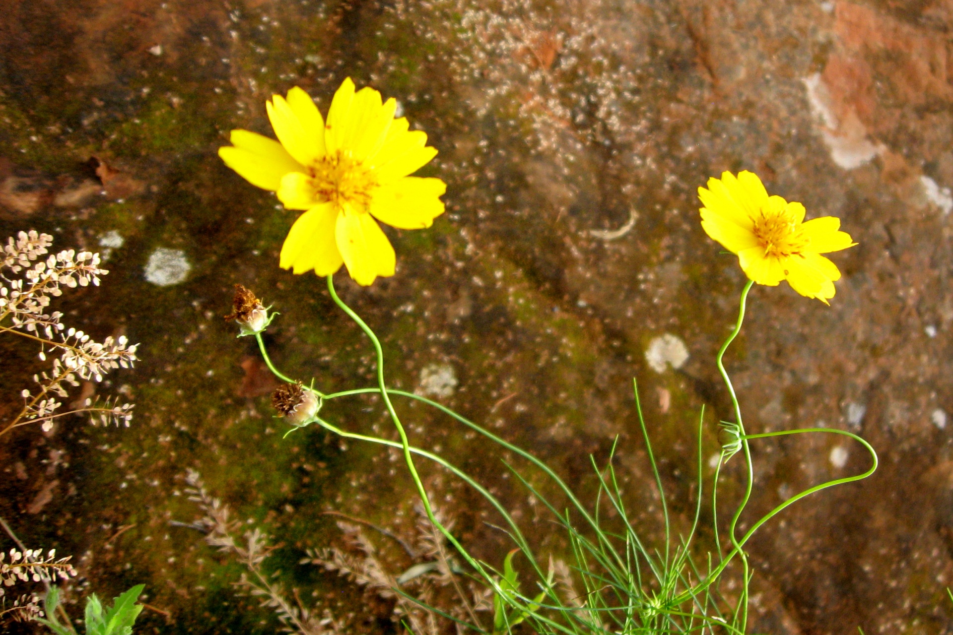 Yellow Wildflowers Against Red Rock