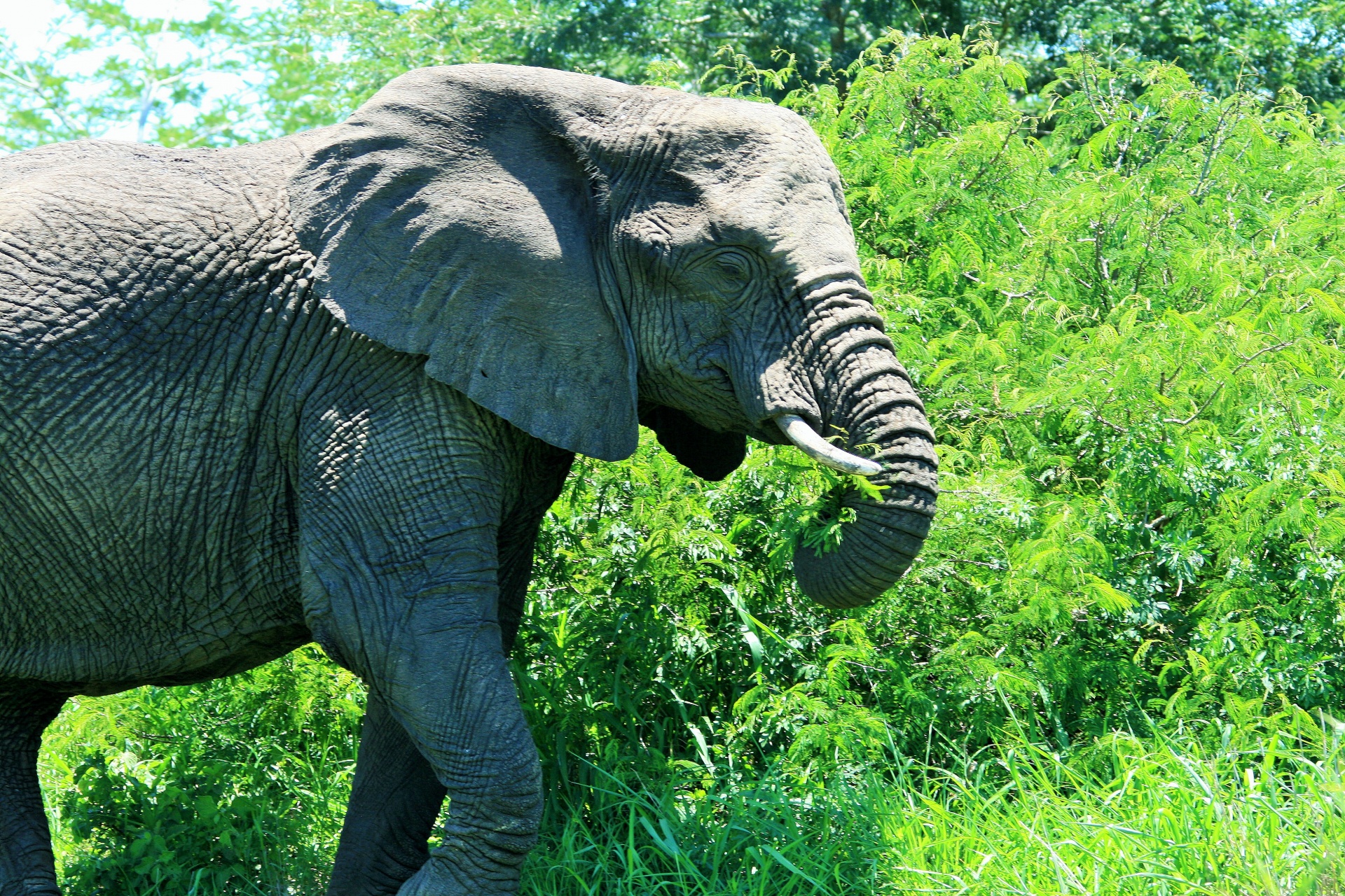 Young African Elephant Grazing