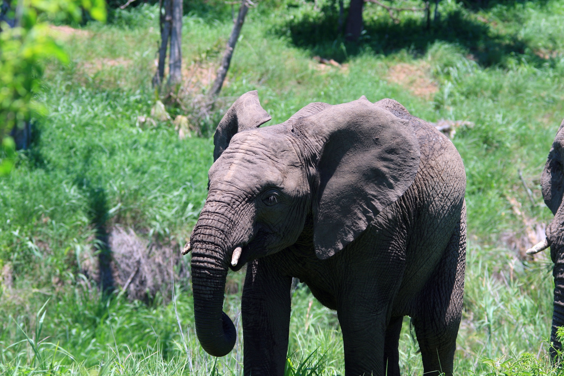 Elefante africano jovem, com rebanho