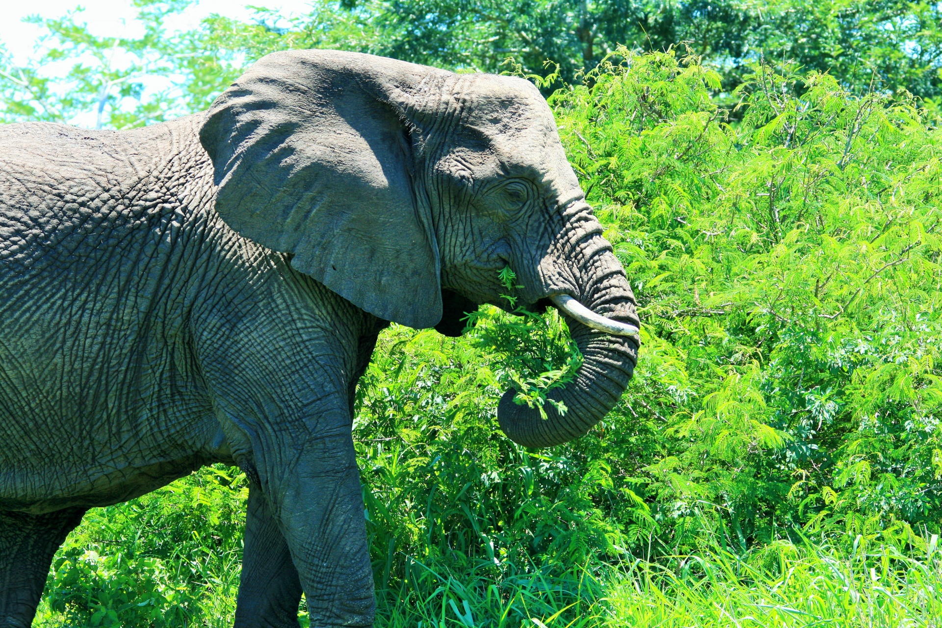 Joven elefante africano