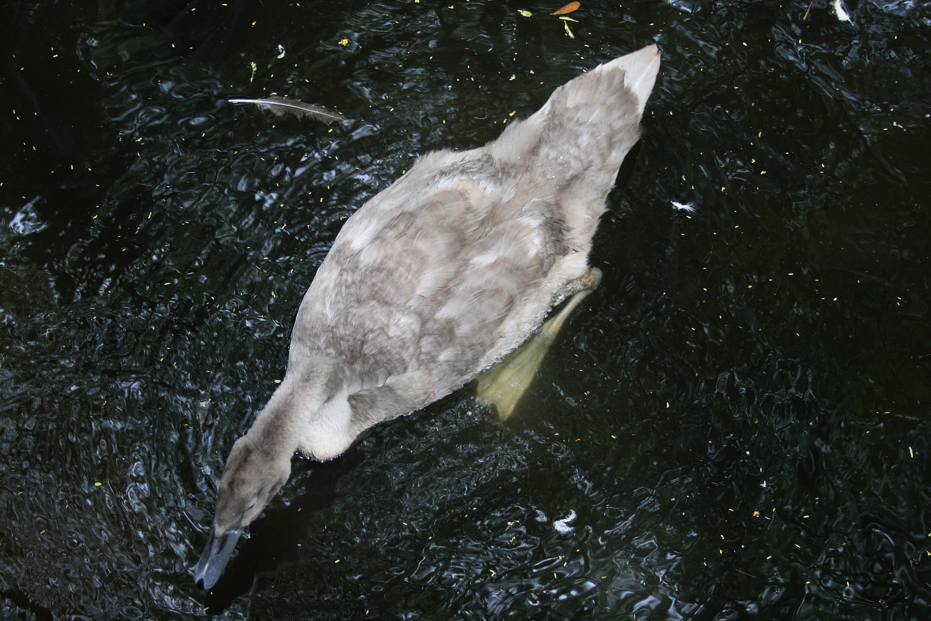 Jovem cisne cinzento