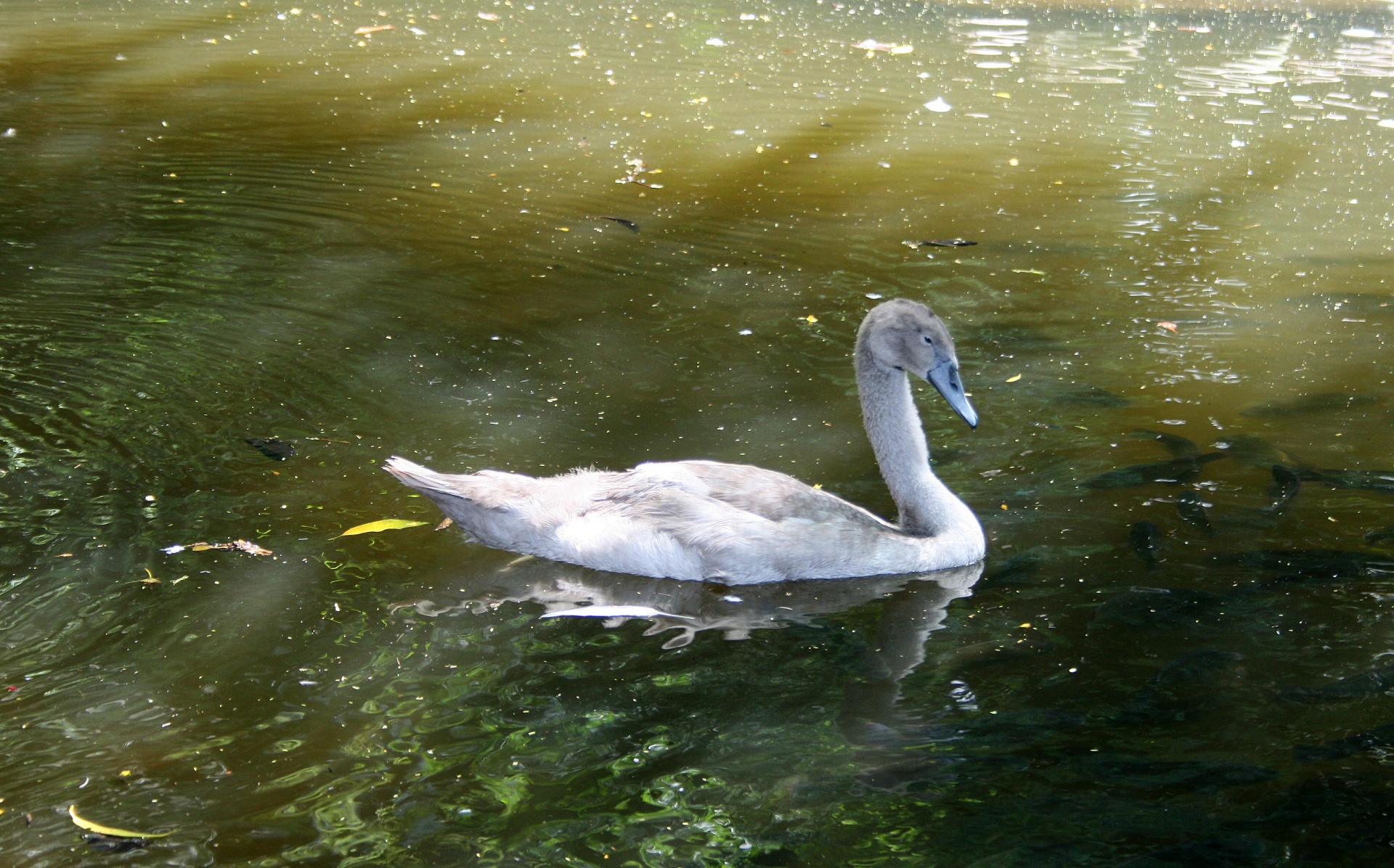 Cisne jovem