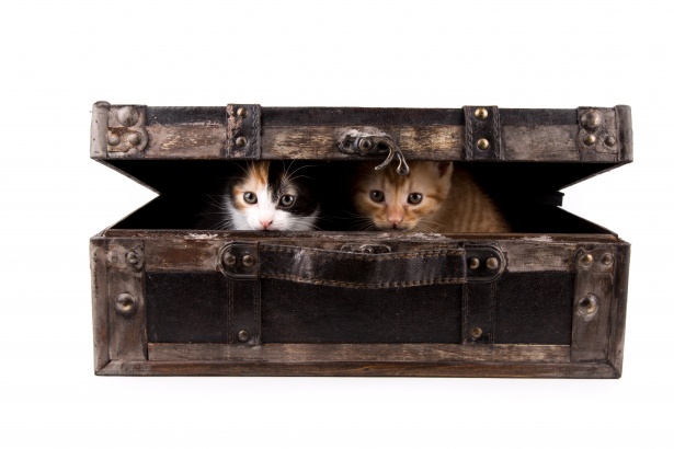 猫在手提箱免费图片 Public Domain Pictures