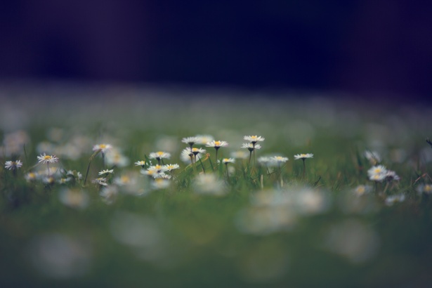 Daisy Flowers Free Stock Photo - Public Domain Pictures