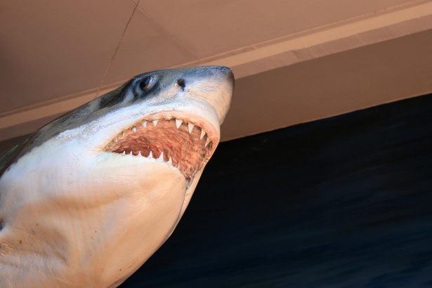 Great White Shark Model Free Stock Photo - Public Domain Pictures