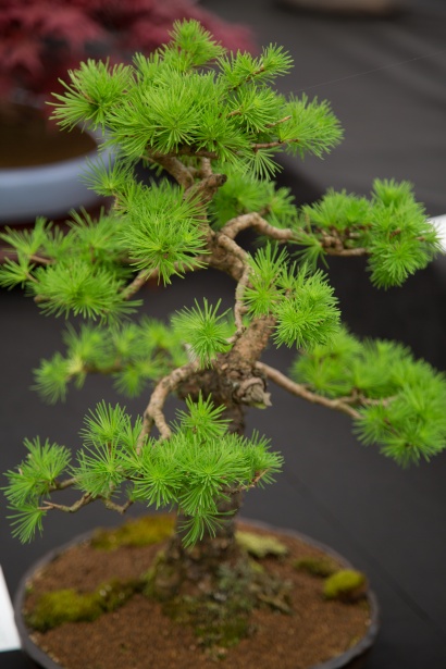 árvore bonsai japonês em miniatura Foto stock gratuita - Public Domain  Pictures