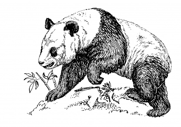 ilustração de design de clipart de urso panda 9391683 PNG