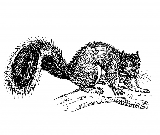 Squirrel Clipart Illustration Free Stock Photo - Public Domain Pictures