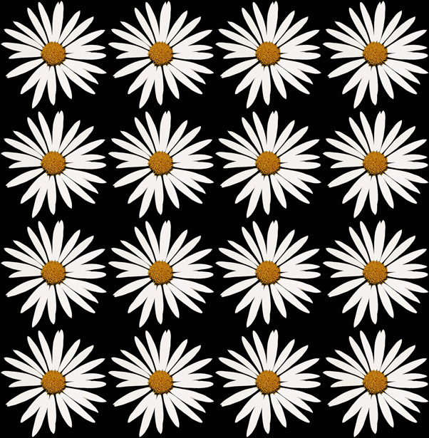 White Daisy On Black Background Free Stock Photo - Public Domain Pictures