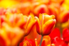 Close up tulipa vermelha amarela