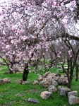 Mandula Grove Full Bloom