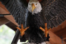 American Eagle Artefato
