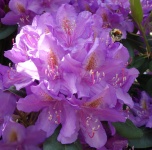 Bee Flower I