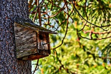Vogelhuis in Pine Tree